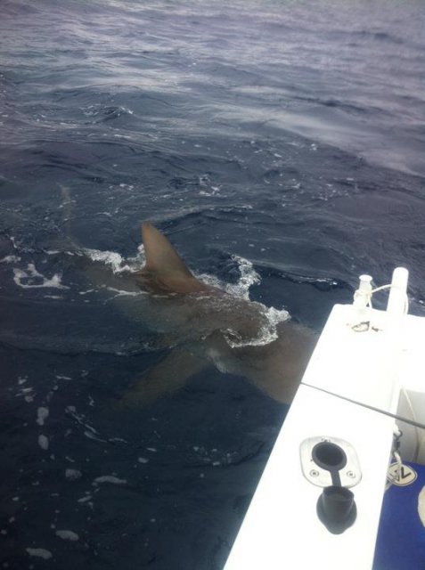 Rotto shark on 24kg Rotto shark on 24kg