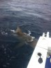 Rotto shark on 24kg