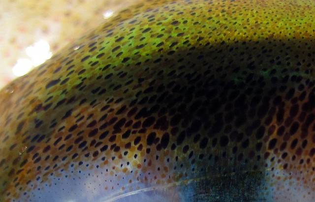 Chromatophores Chromatophores