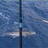 Cobia
