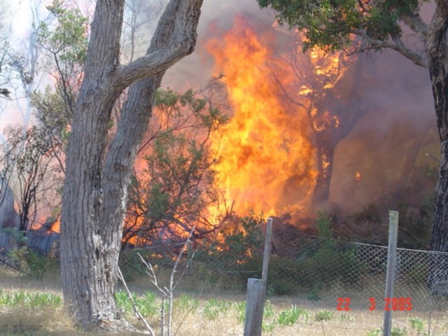 Cobweb Fire Cobweb Fire