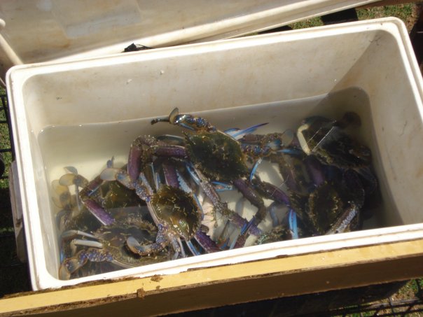 Someone caught crabs ! Someone caught crabs !