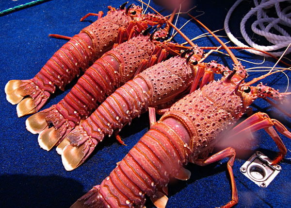 Crays! Crays!
