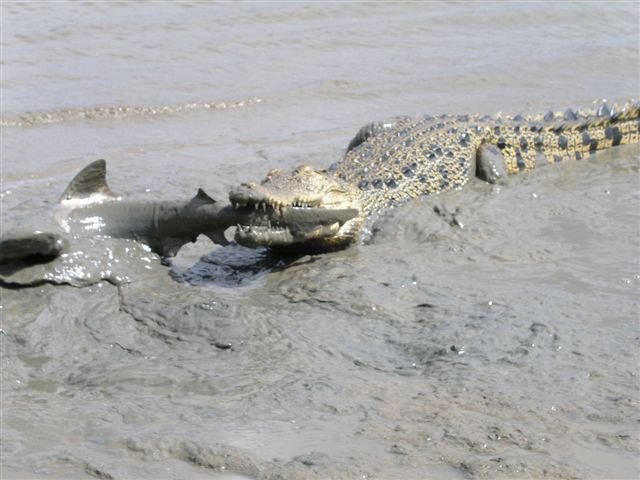 Croc vs Shark 1 Croc vs Shark 1