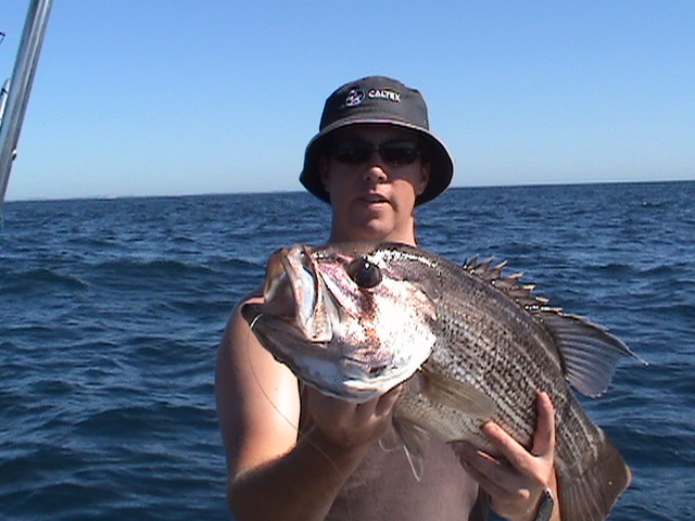 Dhufish on snapback Dhufish on snapback