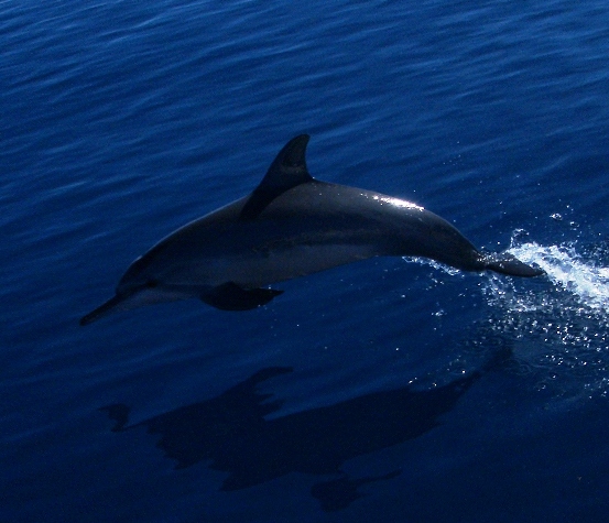 Dolphin close-up