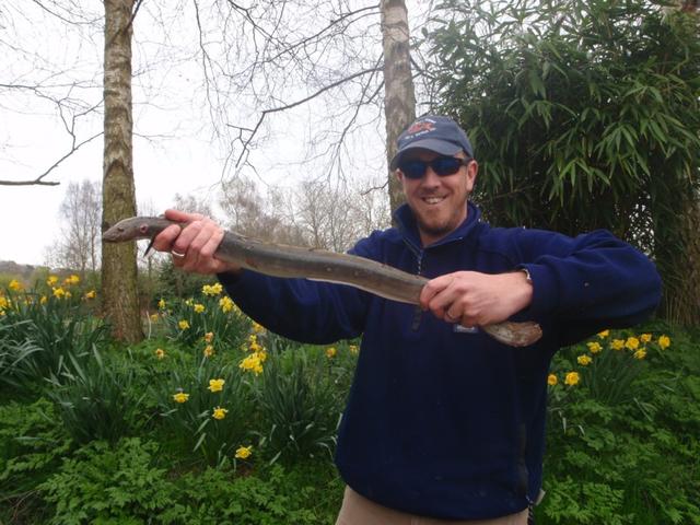 eel eel