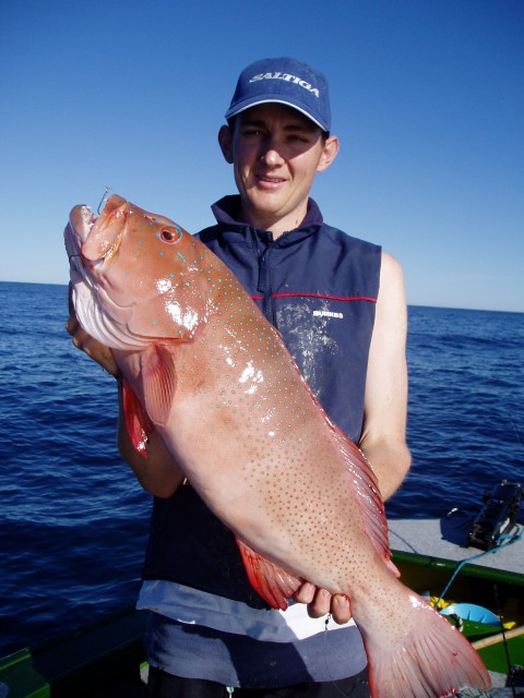 Coral Trout Coral Trout