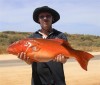 Fullysic's Coral Trout