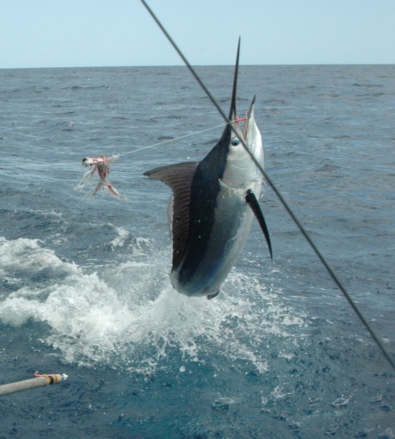 Exmouth Black - Richter Lure Competition Entry - Gabriel - Gamex 06 Exmouth Black - Richter Lure Competition Entry - Gabriel - Gamex 06