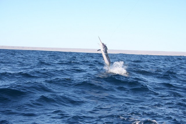 My first black marlin My first black marlin