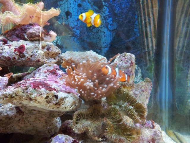 my clown fish my clown fish