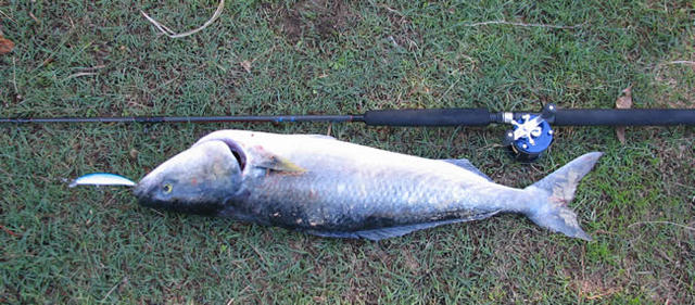 Salmon of Mandurah marina Rockwall Salmon of Mandurah marina Rockwall