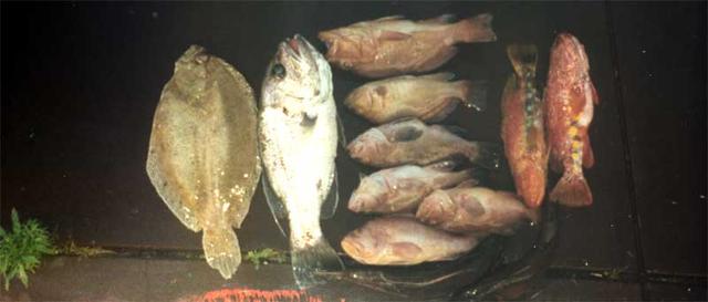 Flounder Catch Flounder Catch