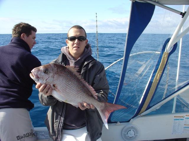 Gribbos Snapper from the Sea Containers