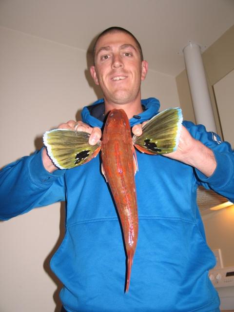 gurnard gurnard