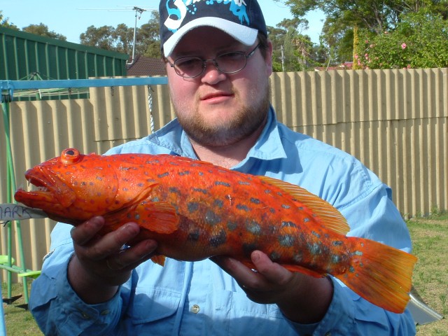 Harliquien Harliquien