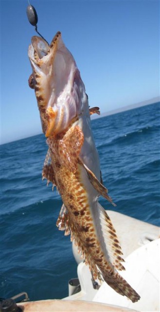 ID? type of flatty.. ID? type of flatty..