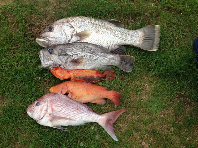Cape nat fishing today with the old man Cape nat fishing today with the old man