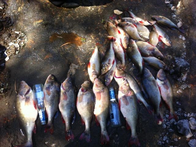 Good day on plastics for redfin Good day on plastics for redfin