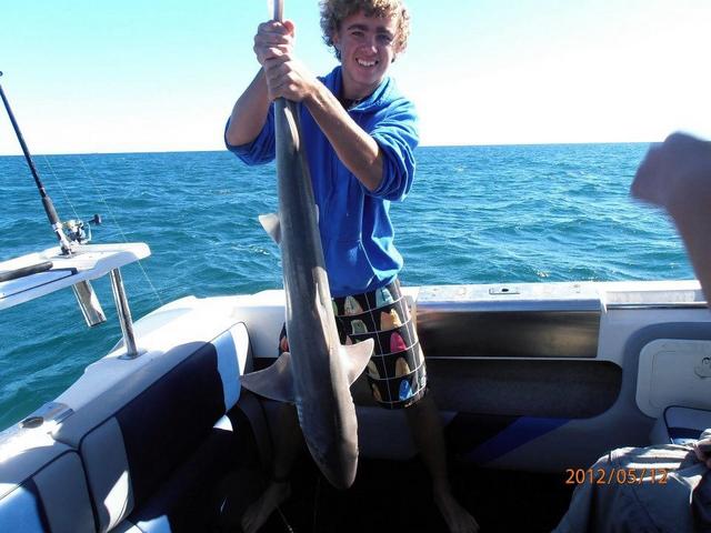 Metro gummy shark Metro gummy shark