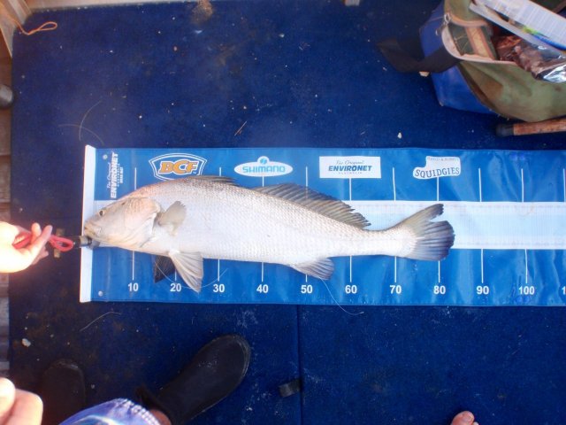 wirthy,s black jew wirthy,s black jew