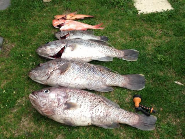 Cape nat fishing yesterday