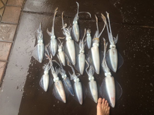 Squid ( mid morn) Squid ( mid morn)