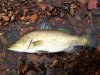 Barramundi 70cm