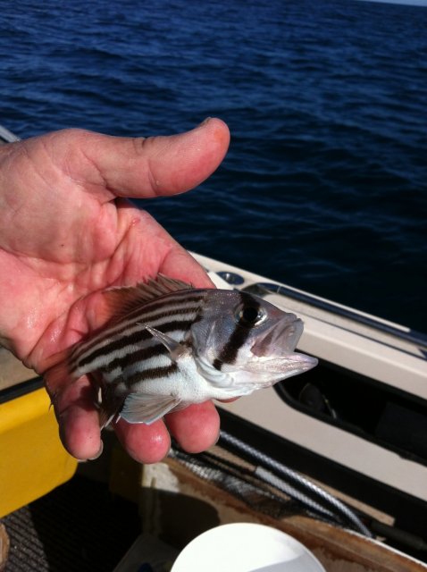 Cute little Dhuie. Cute little Dhuie.