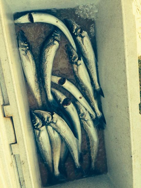 Today's fishing Today's fishing