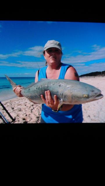 Salmon caught at Eagle Bay April 2014 Salmon caught at Eagle Bay April 2014