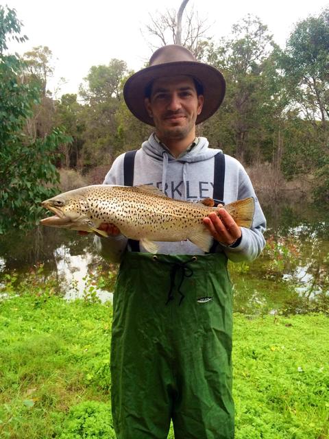 First brown First brown