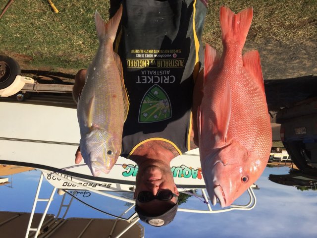 Red and goldband Red and goldband