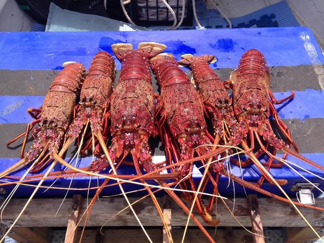 Day 1 crays Day 1 crays