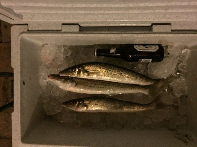 Quick Sesh Today Quick Sesh Today