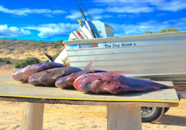 Dog house snapper Dog house snapper