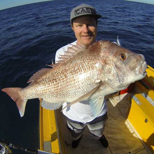 90cm pink snapper