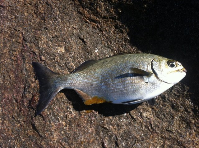 Fish Id plz Fish Id plz