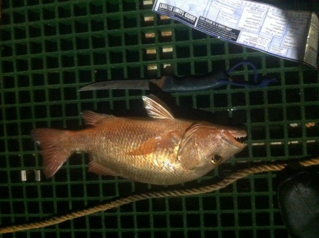 50cm jack new PB 50cm jack new PB