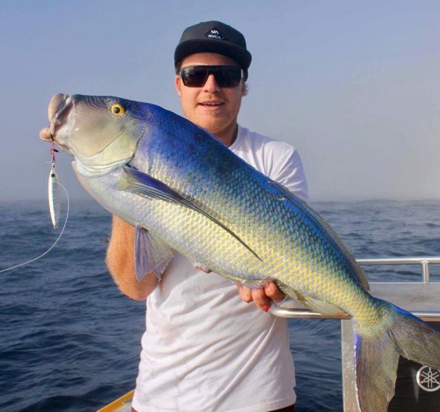 7kg queen snapper on jig 7kg queen snapper on jig