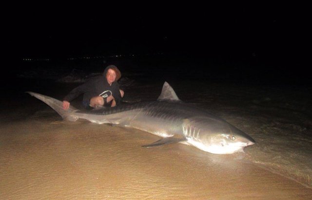 Nice shark Nice shark