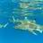 Snorkelling with the sharks in Bora Bora