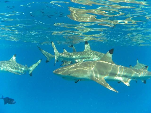 Snorkelling with the sharks in Bora Bora