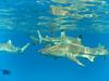 Snorkelling with the sharks in Bora Bora