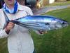 65cm Skipjack Tuna