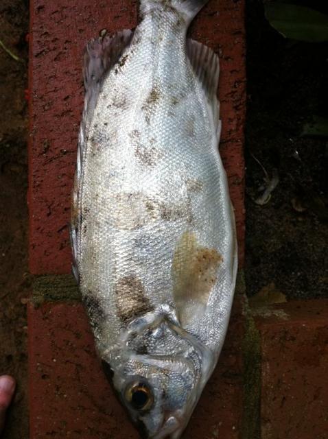 What fish is this What fish is this