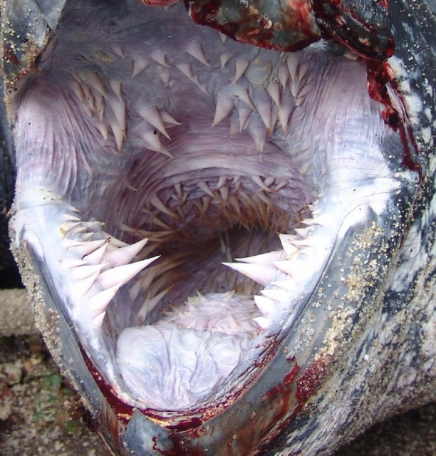 Inside a turtles mouth?!