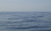 Sailfish freejumping