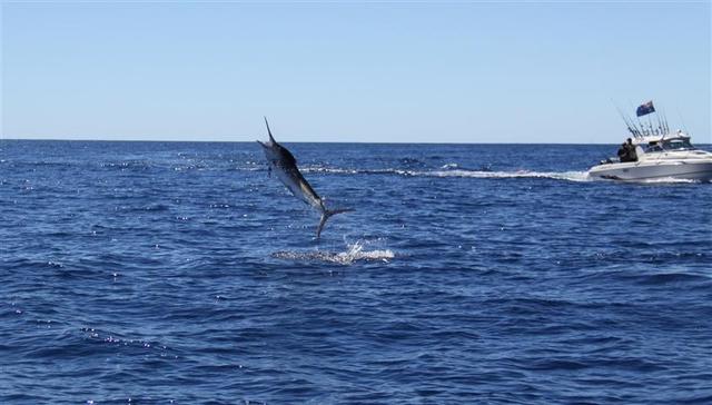 K-town billies K-town billies